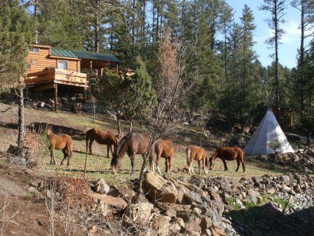 Wild Horses Mustangs Bottlehouse Cabins Lincoln National Forest Ruidoso New Mexico